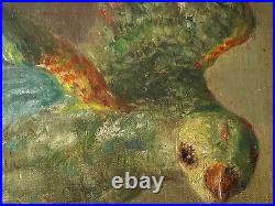 Petit tableau première moitié XXème siècle perroquet huile sur toile bon état