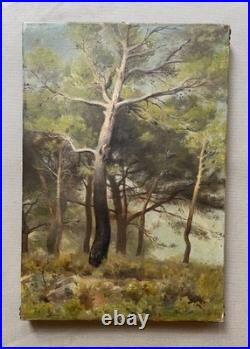 Pins, huile sur toile, tableau ancien, peinture, fin XIXe ou début XXe