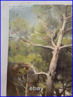Pins, huile sur toile, tableau ancien, peinture, fin XIXe ou début XXe