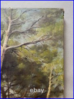 Pins, huile sur toile, tableau ancien, peinture, fin XIXe ou début XXe