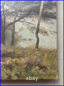 Pins, huile sur toile, tableau ancien, peinture, fin XIXe ou début XXe