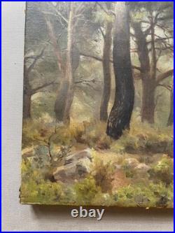 Pins, huile sur toile, tableau ancien, peinture, fin XIXe ou début XXe
